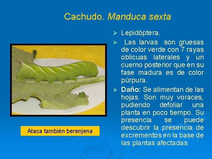 Cachudo. Manduca sexta Lepidóptera. Ø Las larvas son gruesas de color verde con 7