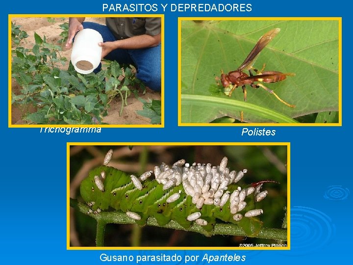 PARASITOS Y DEPREDADORES Trichogramma Polistes Gusano parasitado por Apanteles 