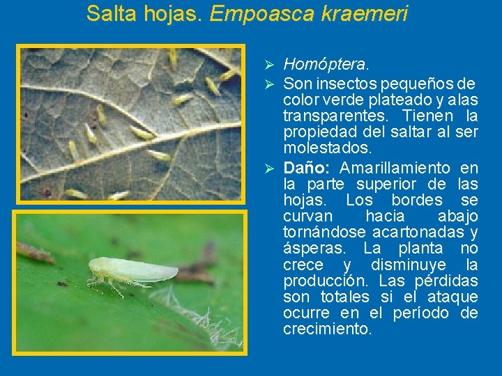 Salta hojas. Empoasca kraemeri Homóptera. Son insectos pequeños de color verde plateado y alas