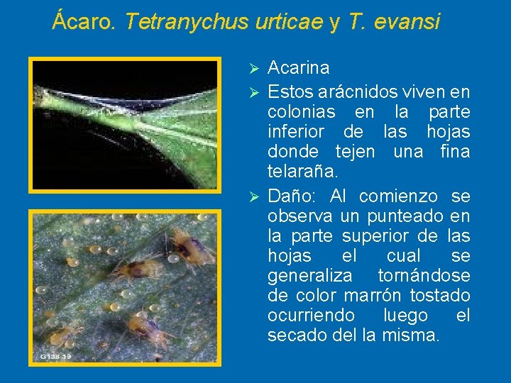 Ácaro. Tetranychus urticae y T. evansi Acarina Ø Estos arácnidos viven en colonias en