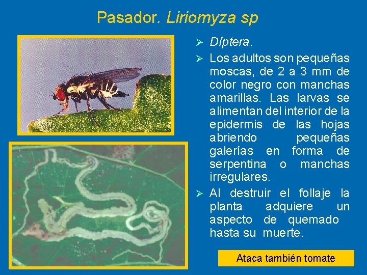 Pasador. Liriomyza sp Díptera. Ø Los adultos son pequeñas moscas, de 2 a 3
