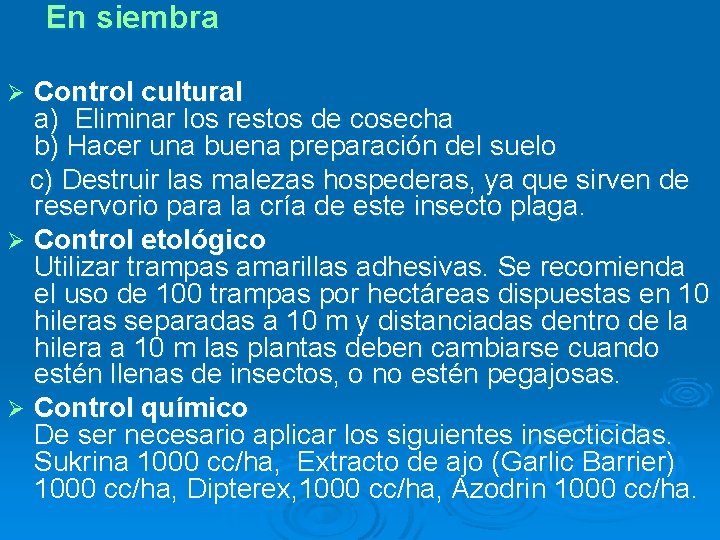 En siembra Control cultural a) Eliminar los restos de cosecha b) Hacer una buena