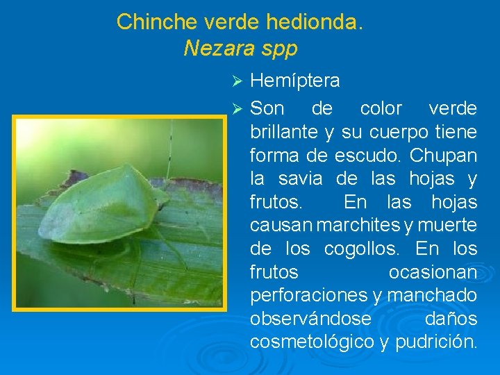 Chinche verde hedionda. Nezara spp Hemíptera Ø Son de color verde brillante y su