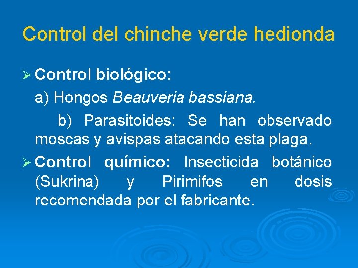 Control del chinche verde hedionda Ø Control biológico: a) Hongos Beauveria bassiana. b) Parasitoides:
