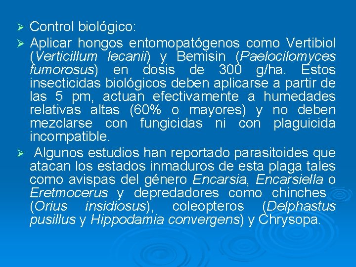 Control biológico: Aplicar hongos entomopatógenos como Vertibiol (Verticillum lecanii) y Bemisin (Paelocilomyces fumorosus) en