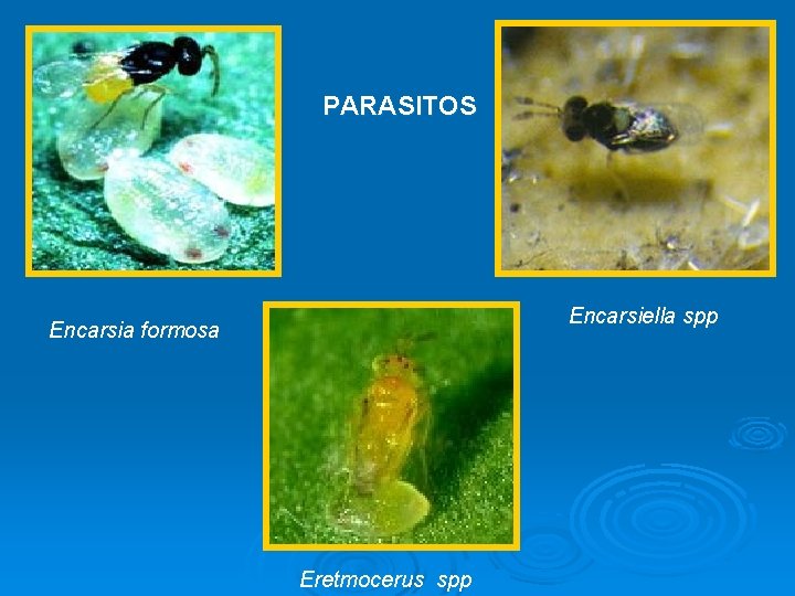 PARASITOS Encarsiella spp Encarsia formosa Eretmocerus spp 
