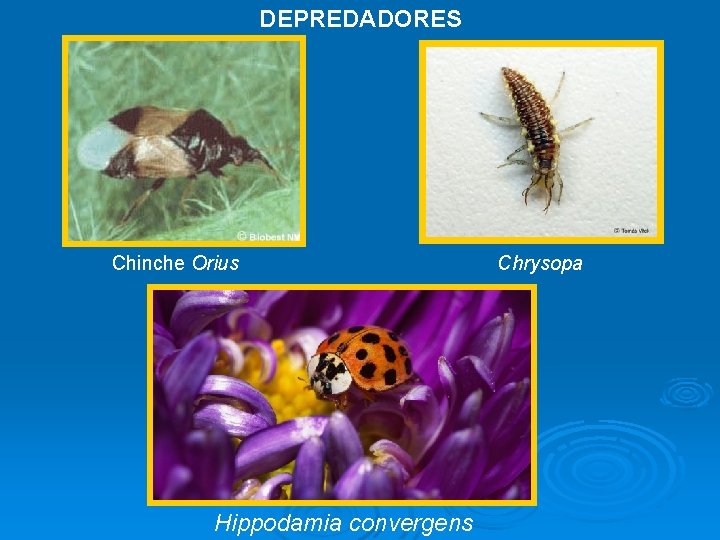 DEPREDADORES Chinche Orius Hippodamia convergens Chrysopa 