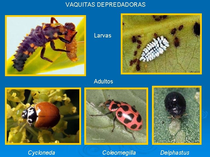 VAQUITAS DEPREDADORAS Larvas Adultos Cycloneda Coleomegilla Delphastus 