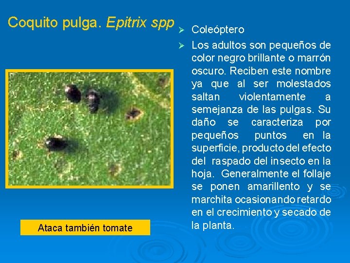 Coquito pulga. Epitrix spp Ø Ataca también tomate Coleóptero Ø Los adultos son pequeños
