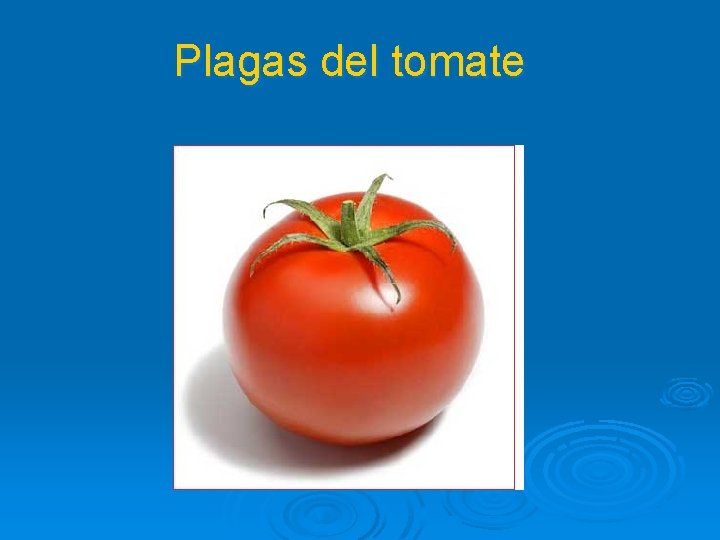 Plagas del tomate 