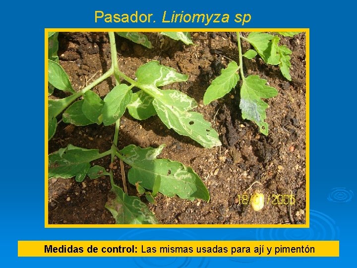 Pasador. Liriomyza sp Medidas de control: Las mismas usadas para ají y pimentón 