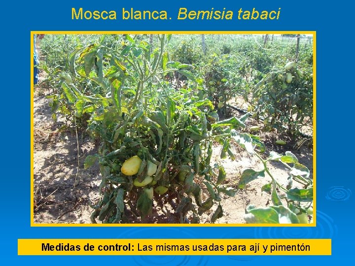 Mosca blanca. Bemisia tabaci Medidas de control: Las mismas usadas para ají y pimentón