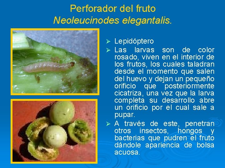 Perforador del fruto Neoleucinodes elegantalis. Lepidóptero Las larvas son de color rosado, viven en