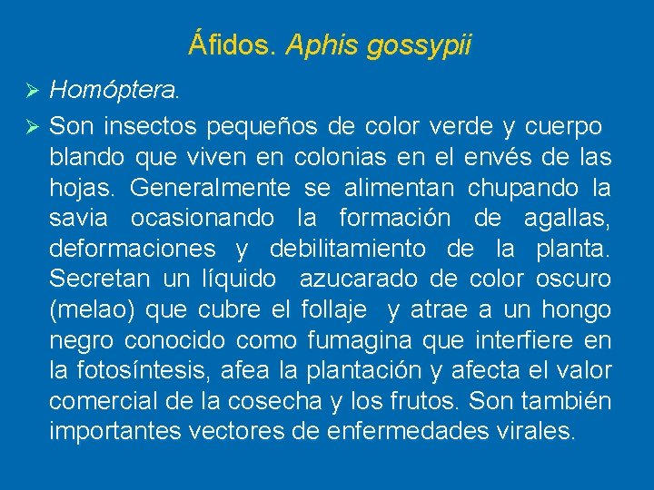 Áfidos. Aphis gossypii Homóptera. Ø Son insectos pequeños de color verde y cuerpo blando