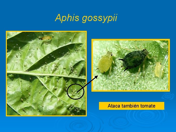 Aphis gossypii Ataca también tomate 