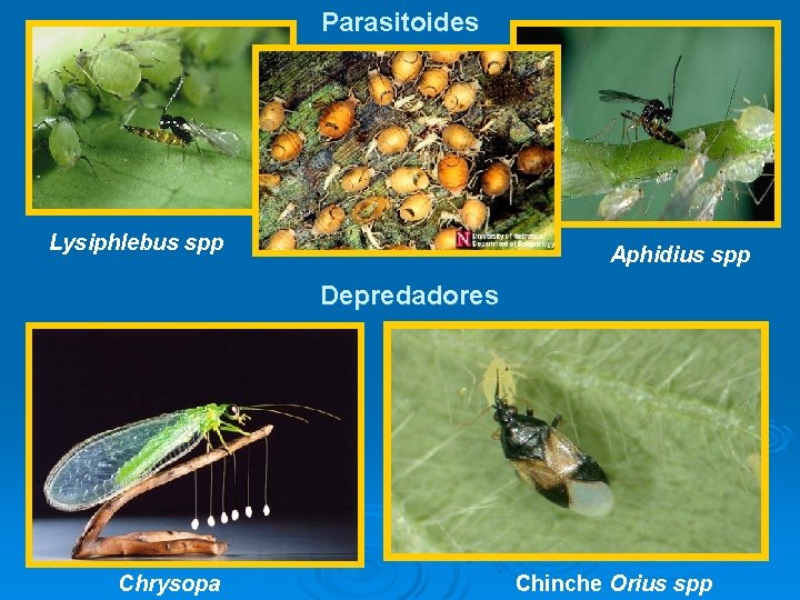 Parasitoides Lysiphlebus spp Aphidius spp Depredadores Chrysopa Chinche Orius spp 