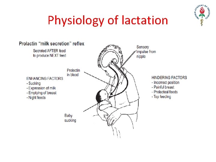 Physiology of lactation 