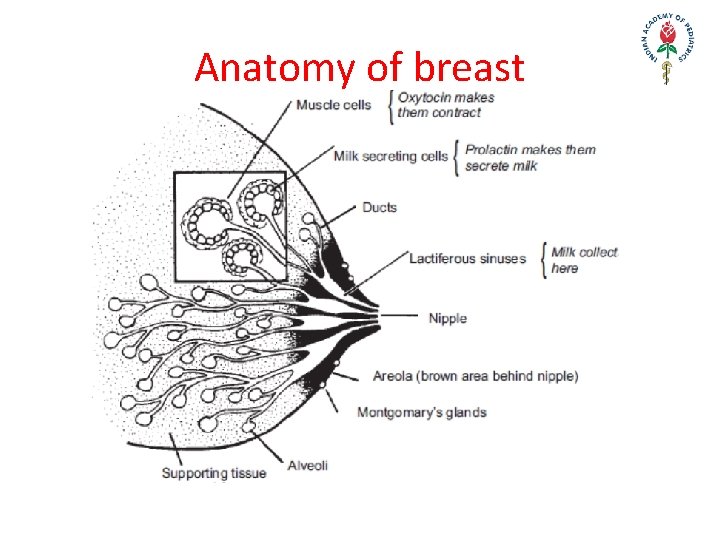 Anatomy of breast 