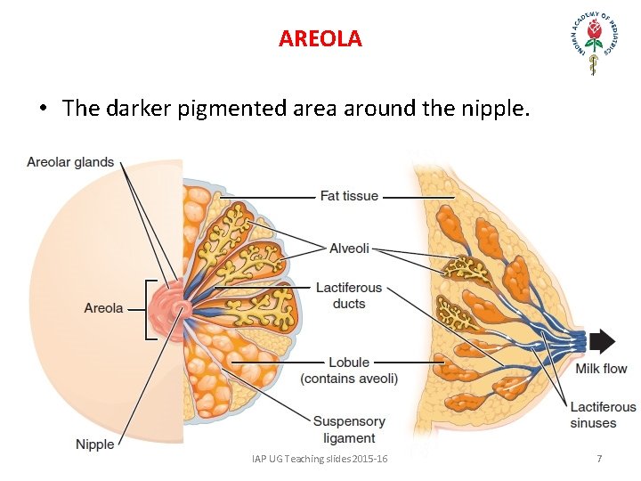 AREOLA • The darker pigmented area around the nipple. IAP UG Teaching slides 2015