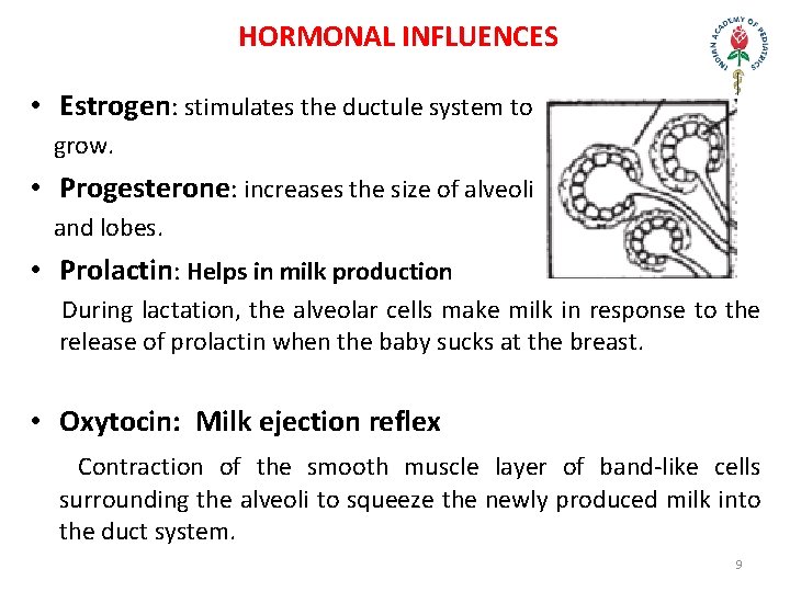 HORMONAL INFLUENCES • Estrogen: stimulates the ductule system to grow. • Progesterone: increases the