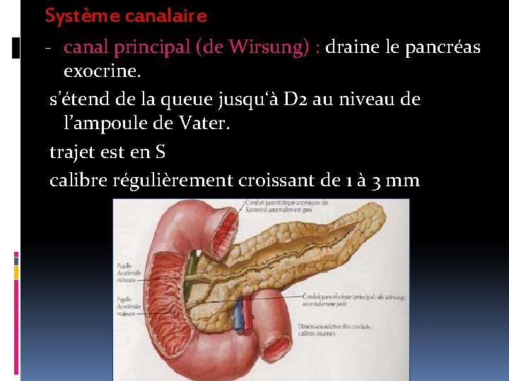 Système canalaire - canal principal (de Wirsung) : draine le pancréas exocrine. s'étend de