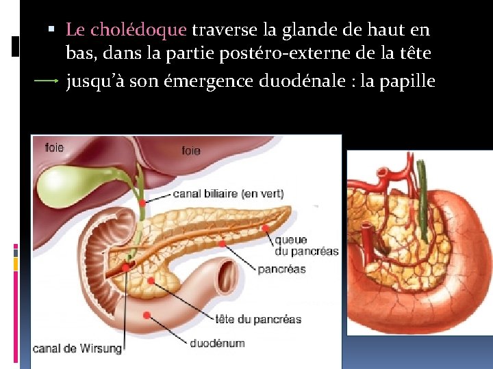  Le cholédoque traverse la glande de haut en bas, dans la partie postéro-externe