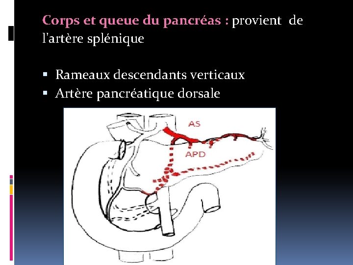 Corps et queue du pancréas : provient de l'artère splénique Rameaux descendants verticaux Artère