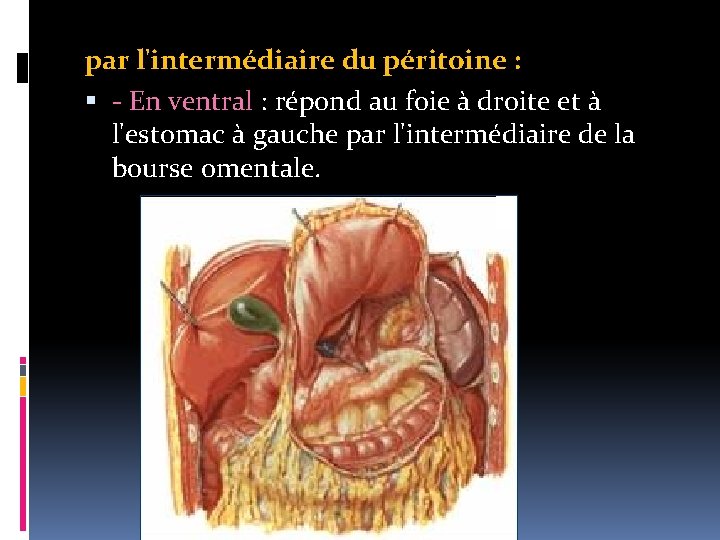 par l'intermédiaire du péritoine : - En ventral : répond au foie à droite