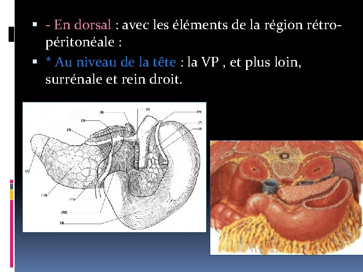  - En dorsal : avec les éléments de la région rétropéritonéale : *