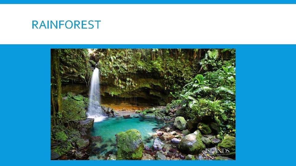 RAINFOREST 
