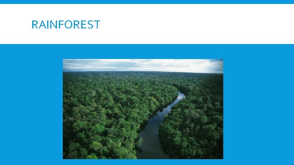 RAINFOREST 