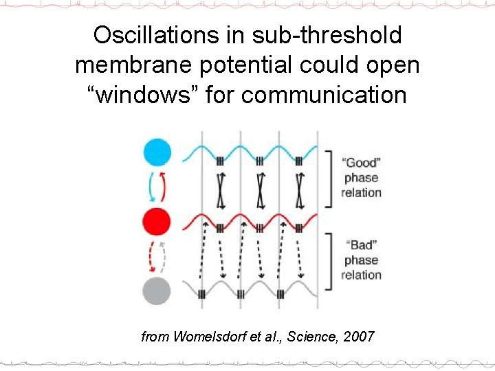 Oscillations in sub-threshold membrane potential could open “windows” for communication from Womelsdorf et al.