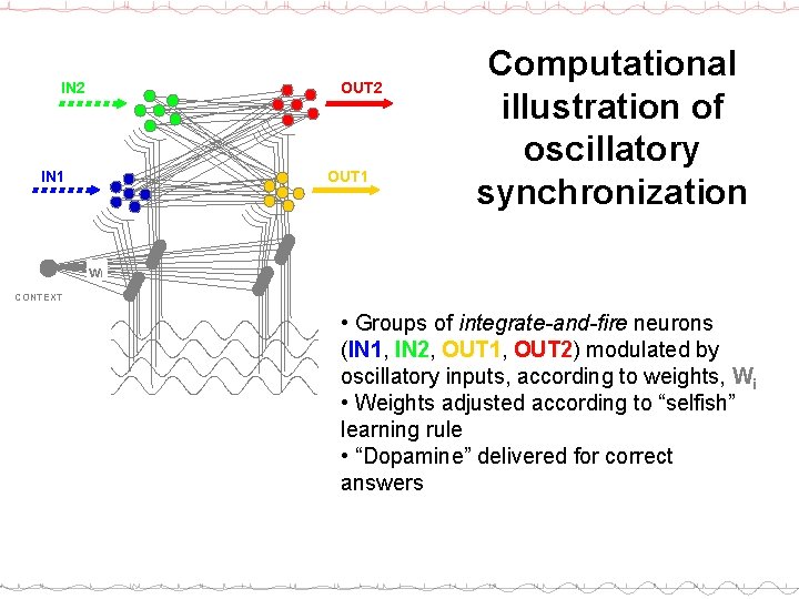OUT 2 IN 2 OUT 1 IN 1 Computational illustration of oscillatory synchronization wi