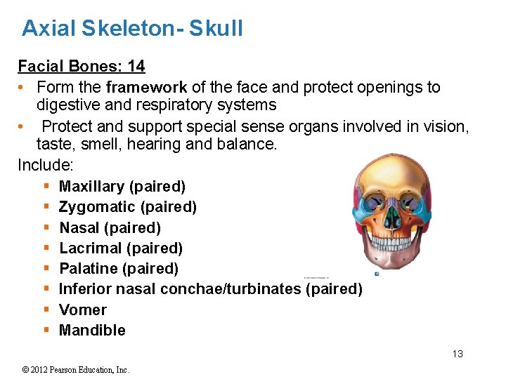 Axial Skeleton- Skull Facial Bones: 14 • Form the framework of the face and