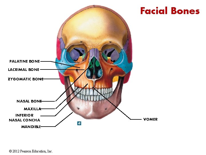 Facial Bones PALATINE BONE LACRIMAL BONE ZYGOMATIC BONE NASAL BONE MAXILLA INFERIOR NASAL CONCHA