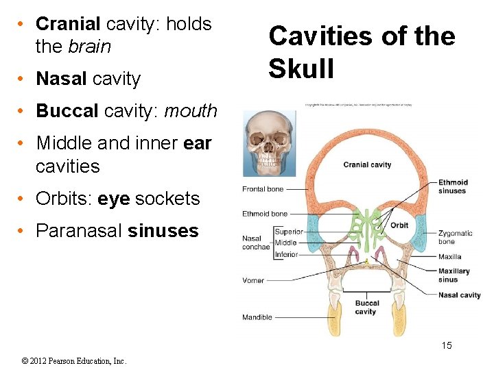  • Cranial cavity: holds the brain • Nasal cavity Cavities of the Skull