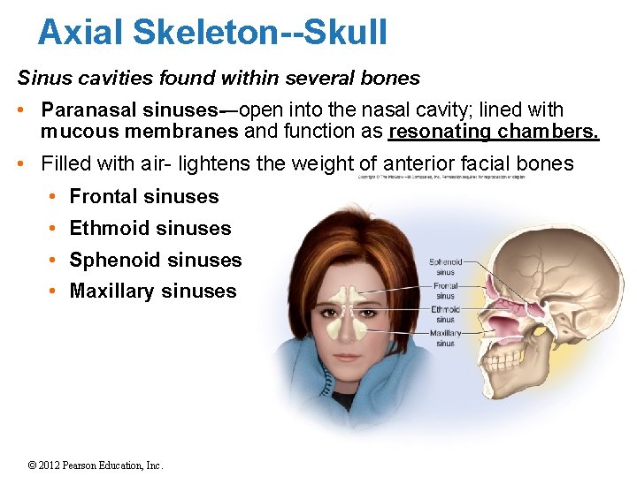 Axial Skeleton--Skull Sinus cavities found within several bones • Paranasal sinuses---open into the nasal