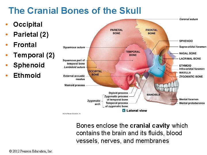 The Cranial Bones of the Skull • • • Occipital Parietal (2) Frontal Temporal