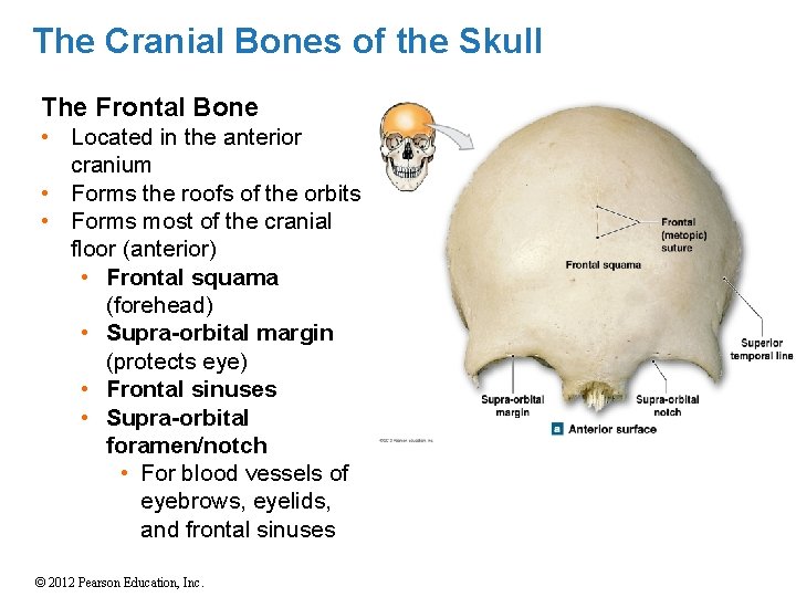 The Cranial Bones of the Skull The Frontal Bone • Located in the anterior