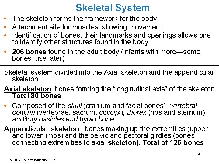 Skeletal System • The skeleton forms the framework for the body • Attachment site