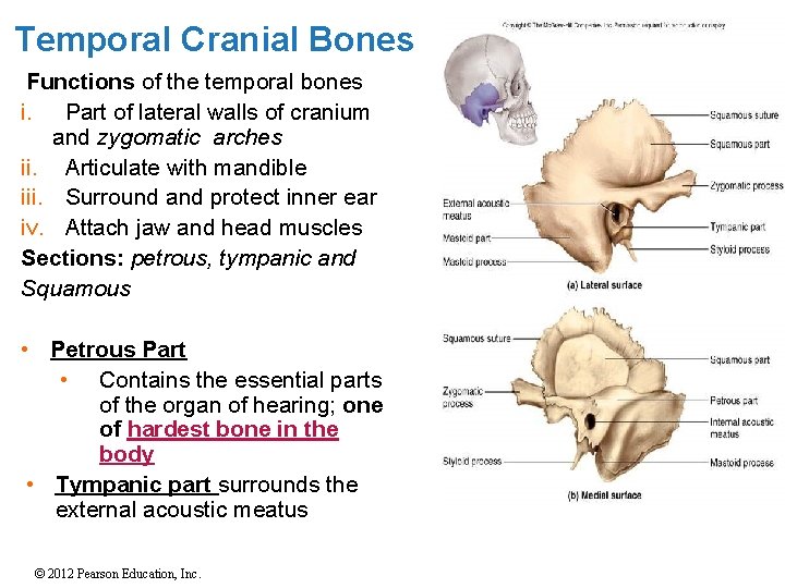 Temporal Cranial Bones Functions of the temporal bones i. Part of lateral walls of