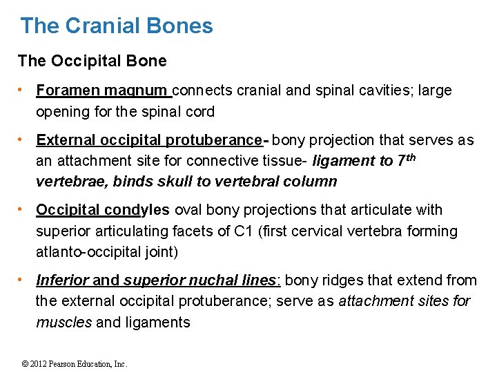 The Cranial Bones The Occipital Bone • Foramen magnum connects cranial and spinal cavities;