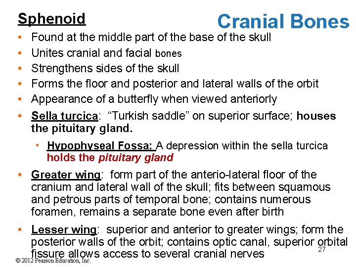 Sphenoid • • • Cranial Bones Found at the middle part of the base