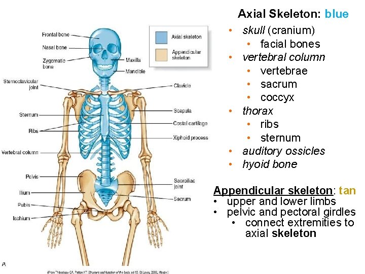  • • • Axial Skeleton: blue skull (cranium) • facial bones vertebral column