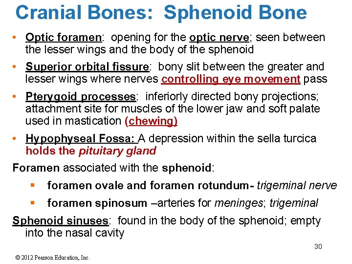 Cranial Bones: Sphenoid Bone • Optic foramen: opening for the optic nerve; seen between