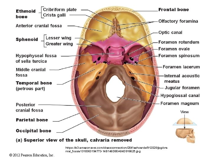 https: //s 3. amazonaws. com/classconnection/28/flashcards/912028/jpg/cra nial_fossa 1318363194773 -14 B 146 D 80 A 84