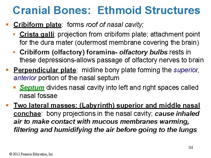 Cranial Bones: Ethmoid Structures § Cribiform plate: forms roof of nasal cavity; • Crista