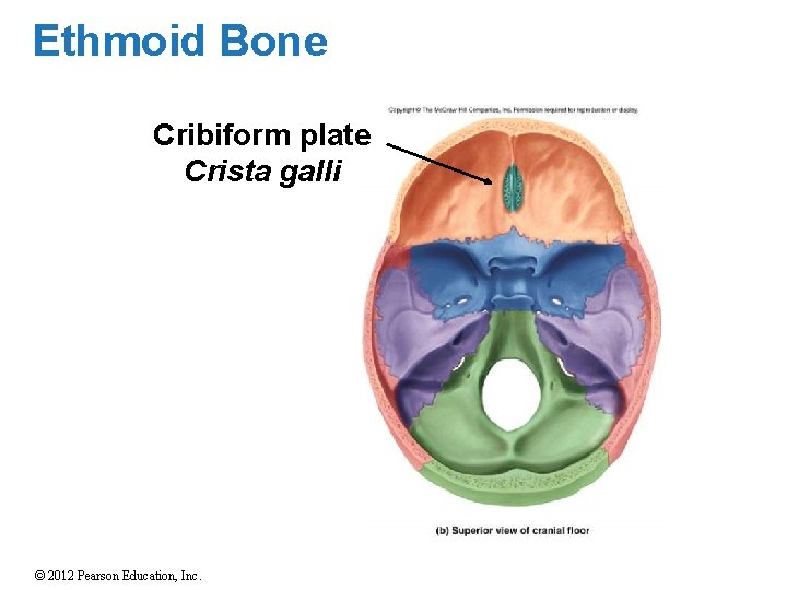 Ethmoid Bone Cribiform plate Crista galli © 2012 Pearson Education, Inc. 