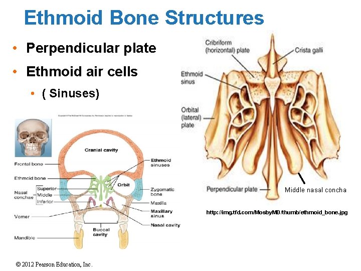 Ethmoid Bone Structures • Perpendicular plate • Ethmoid air cells • ( Sinuses) Middle