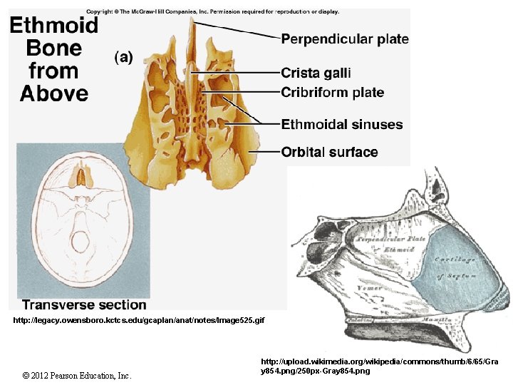 http: //legacy. owensboro. kctcs. edu/gcaplan/anat/notes/Image 525. gif © 2012 Pearson Education, Inc. http: //upload.